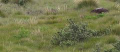 Afroligusticum thodei