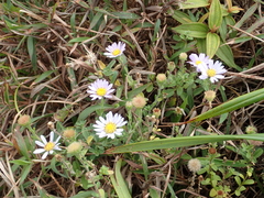 Aster oldhamii