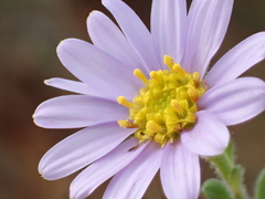 Aster oldhamii