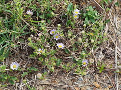 Aster oldhamii