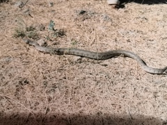 Macrovipera lebetinus