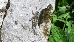 Bohemanella frigida