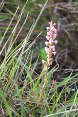 Satyrium nepalense