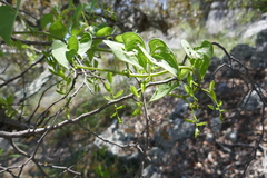 Dioscorea heteropoda