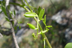 Dioscorea heteropoda