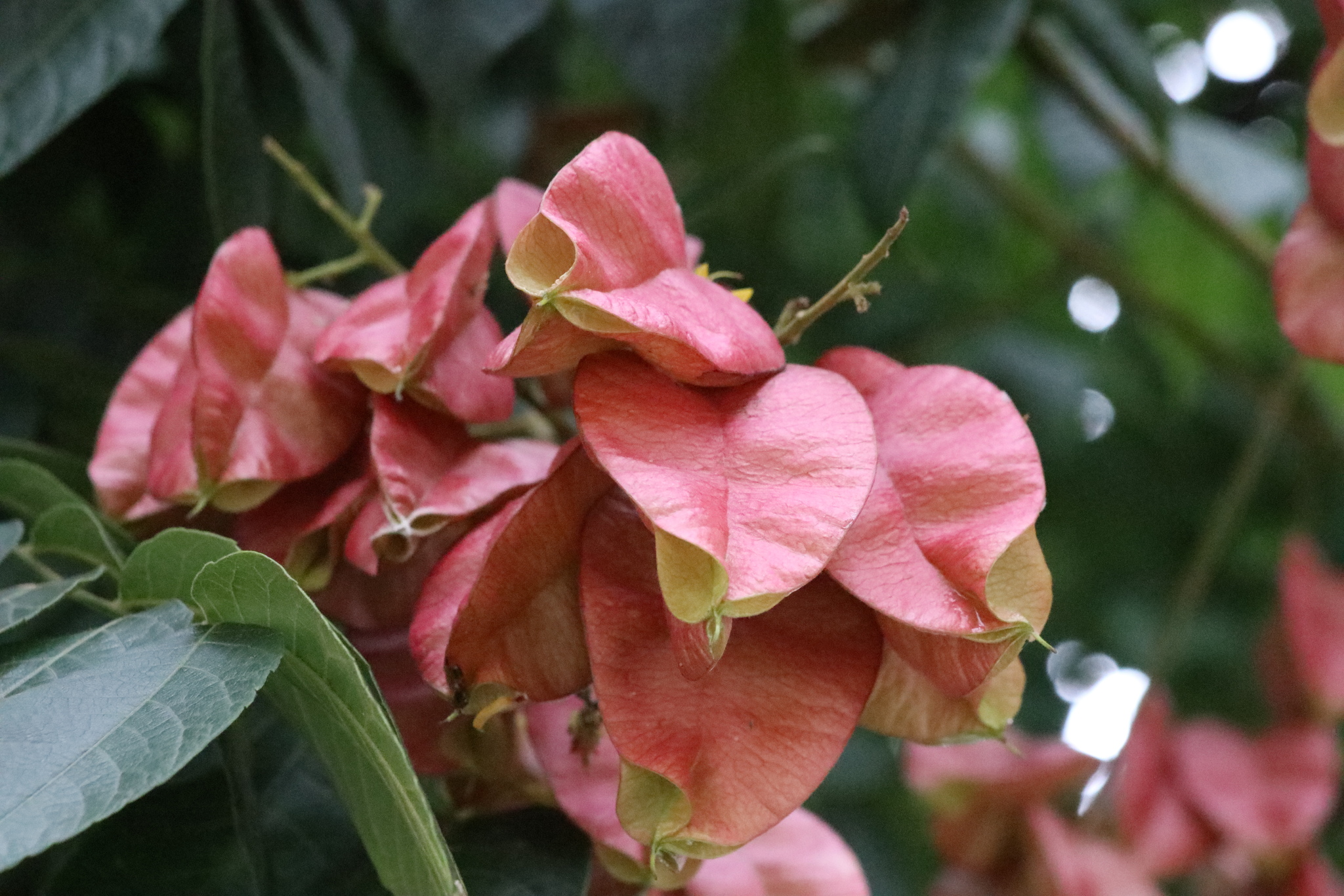 Goldenrain Tree (Koelreuteria bipinnata)