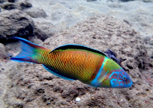 Ornate Wrasse