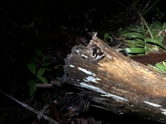 Pulchrana baramica