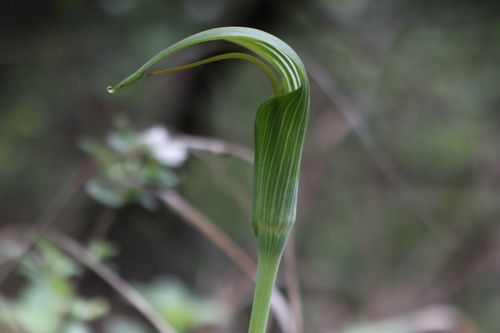 Arisaema yunnanense, photograph 5