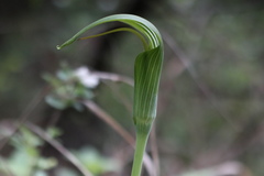 Arisaema yunnanense, photograph Jiao Sun (孙娇), CC BY, iNaturalist via GBIF