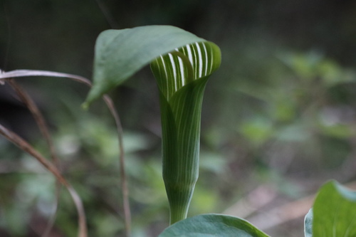 Arisaema yunnanense, photograph 6