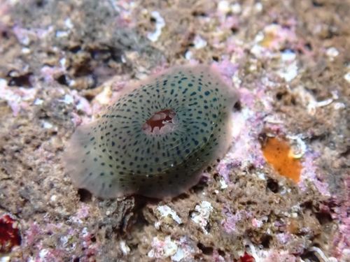 Tinyspotted Anemone