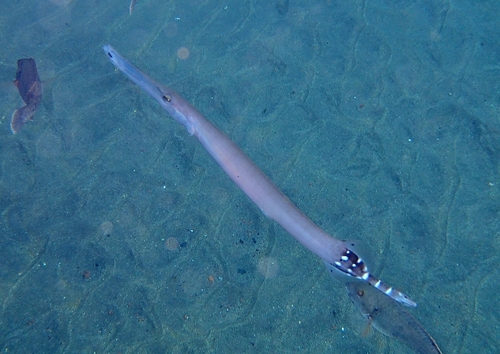 Atlantic cornetfish (Aulostomus strigosus) — Aulostomidae — 5