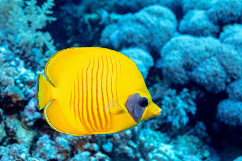 Addis butterflyfish (Chaetodon semilarvatus) — Chaetodontidae — 3