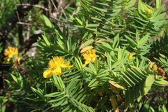 Hypericum mysurense