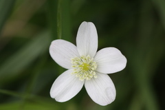 Eriocapitella rivularis