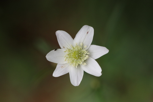 Eriocapitella rivularis, photograph 1