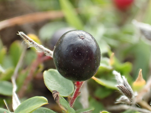 Image of Berchemia lineata by no rights reserved