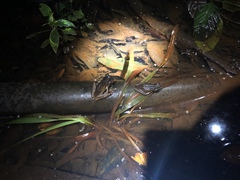 Polypedates macrotis