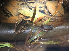 Polypedates macrotis