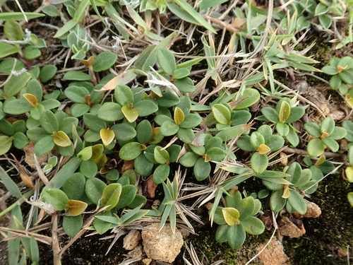 Image of Creeping Fig (Ficus vaccinioides) by no rights reserved
