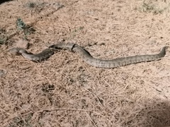 Macrovipera lebetinus