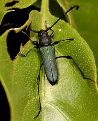 Helymaeus glabripennis