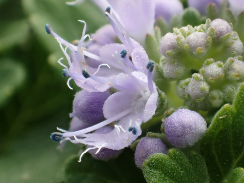 Barbe-bleue grise