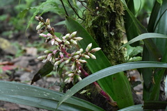 Guzmania alborosea