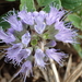 Caryopteris incana - Photo (c) 葉子, some rights reserved (CC BY-NC), uploaded by 葉子