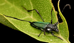 Helymaeus glabripennis