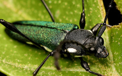 Helymaeus glabripennis