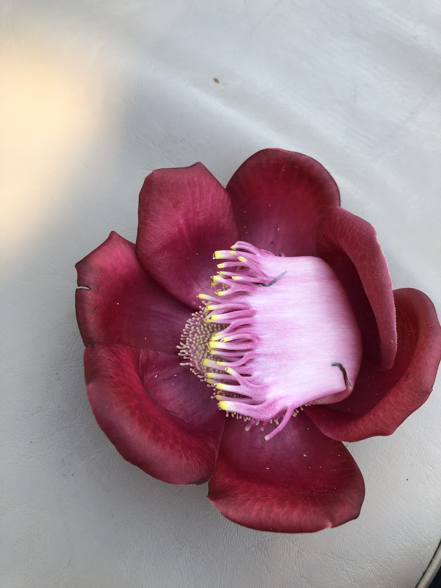 Couroupita guianensis