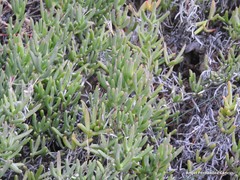 Lampranthus blandus