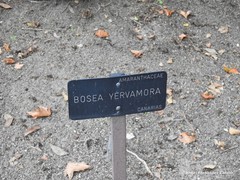 Bosea yervamora