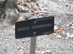 Bosea yervamora