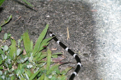 Malayan Banded Wolf Snake