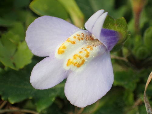 Mazus fauriei (Mazus fauriei)