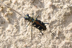 Cosmodela virgula
