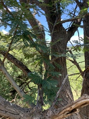 Vachellia robusta clavigera