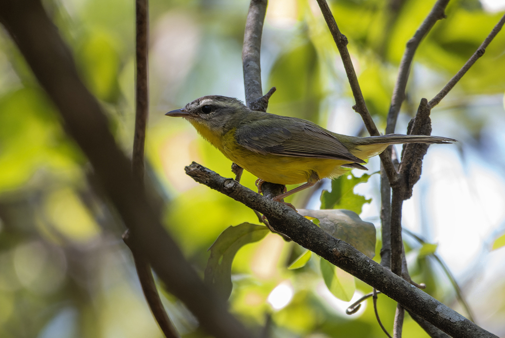 Stripe-crowned Warbler