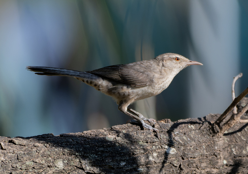 Thrush-like Wren