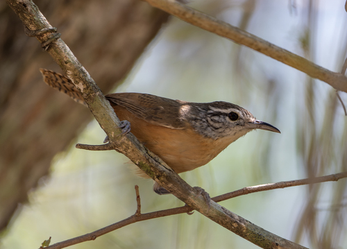 Fawn-breasted Wren (Cantorchilus guarayanus)