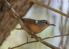 Fawn-Breasted Wren photo 3