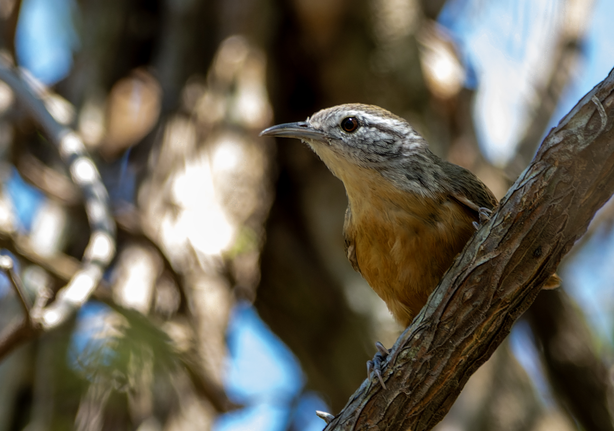 Fawn-breasted Wren (Cantorchilus guarayanus), photo 2
