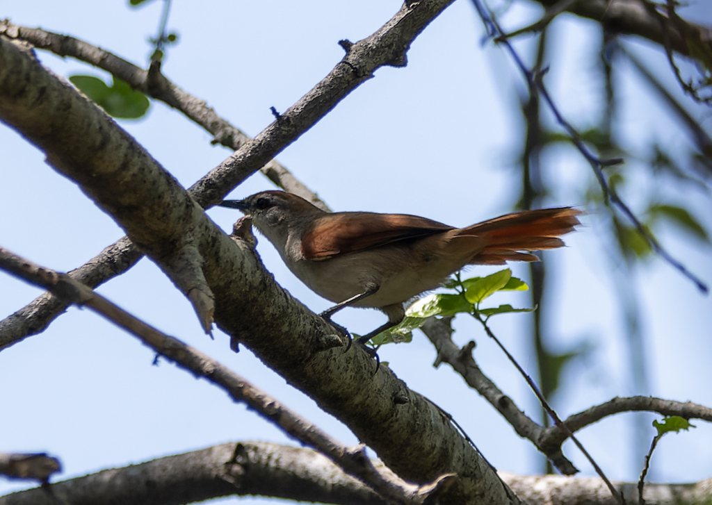 Yellow-chinned Spinetail