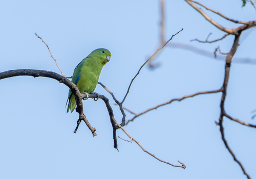 Blue-winged Parrotlet