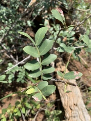 Schotia capitata
