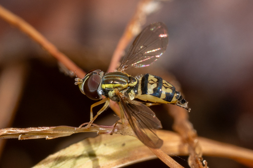 Unknown species found near Potomac, MD, USA