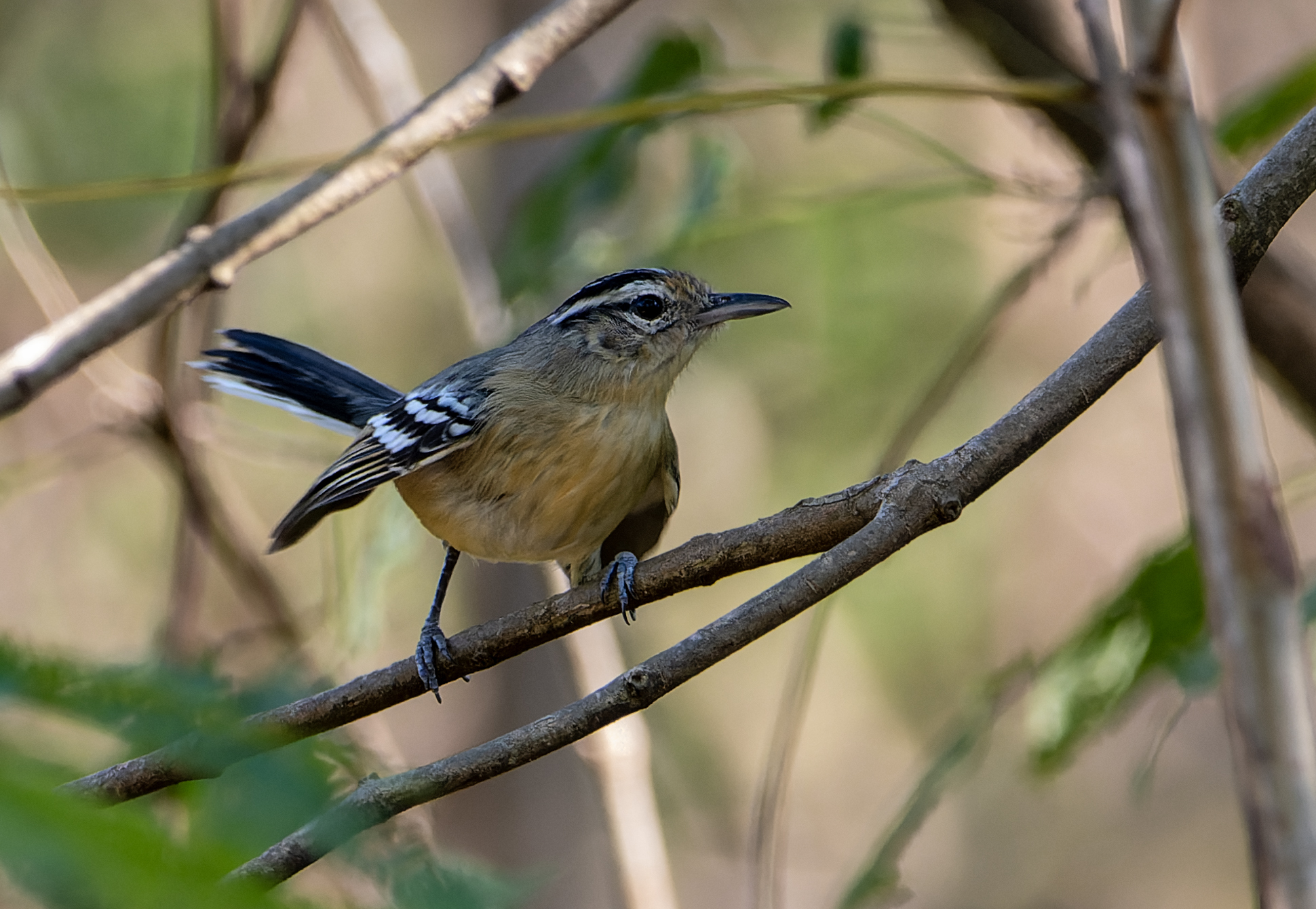 Black-capped Antwren illustration